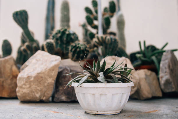 Miniature succulent plants