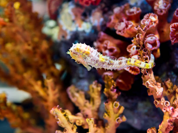 istock Sea horse (Hippocampus) in aquarium. Noise and grained image. with blurry background. 1281586909