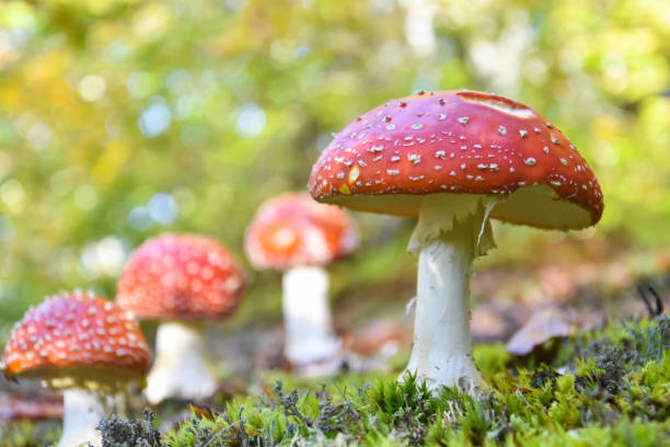 istock Amanita muscaria, Fly Agaric in moss in forest 1281586937