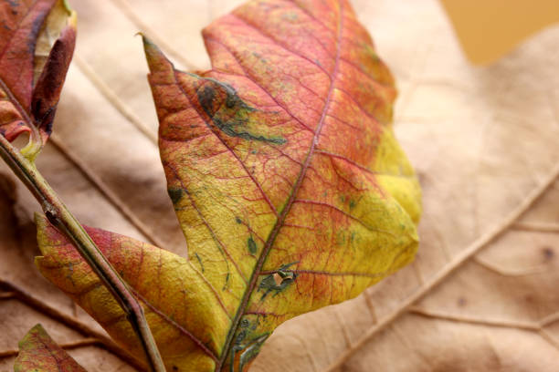 istock colored dry autumn leaves on the background 1281586974