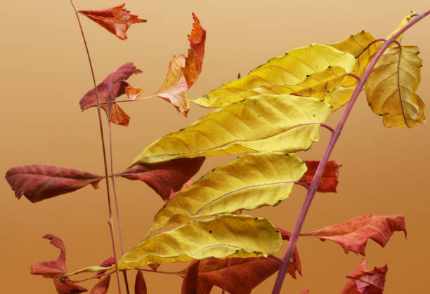 istock colored dry autumn leaves on the background 1281588406