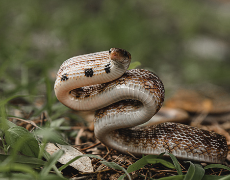 King cobra, Ophiophagus hannah is a venomous snake species of elapids endemic to jungles in Southern and Southeast Asia, goa india 