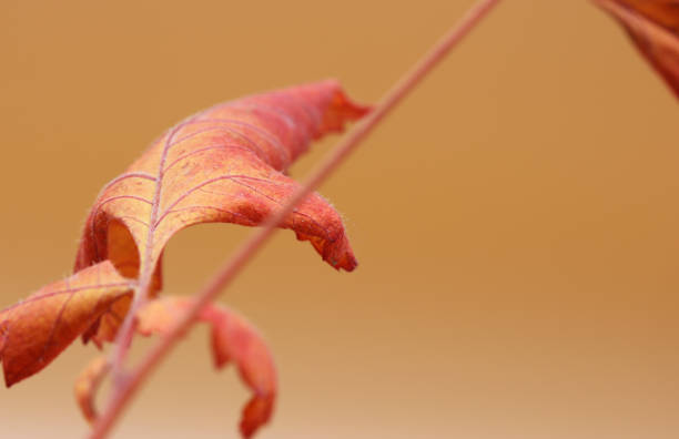 istock colored dry autumn leaves on the background 1281588450