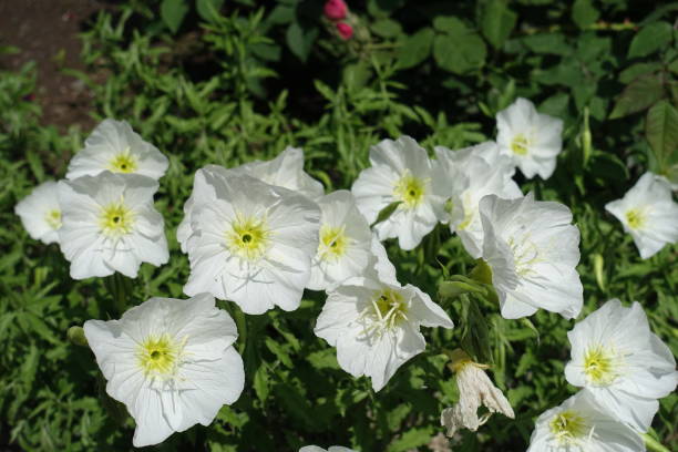 istock Flowering white Oenothera speciosa in late spring 1281589409