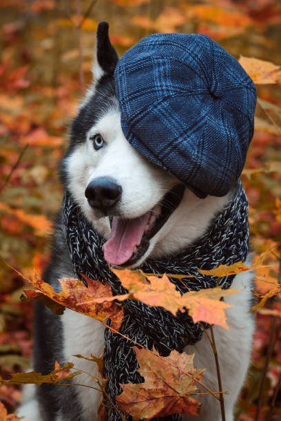 istock Siberian husky dog in autumn 1281589417