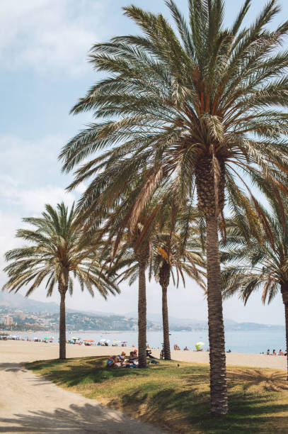 istock Palm Trees By Sea Against Sky 1281590418