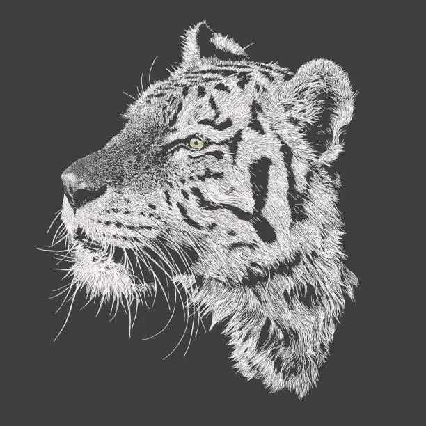 Vector illustration of Tiger Head Side on