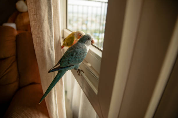 istock Lovely beautiful parrot, Green cheek conure with Quaker parrot 1281593026