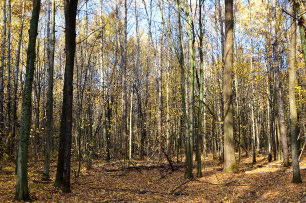 Autumn forest with yellow leaves at trees. Cold weather concept