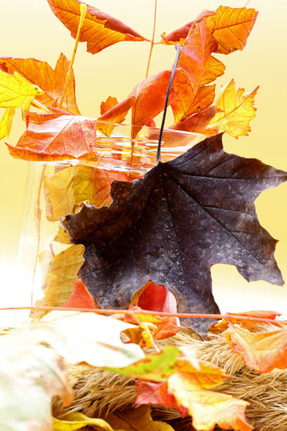 istock colored dry autumn leaves on the background 1281594110