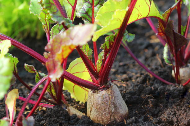 istock Young green beetroot plans on a path in the vegetable garden 1281594153