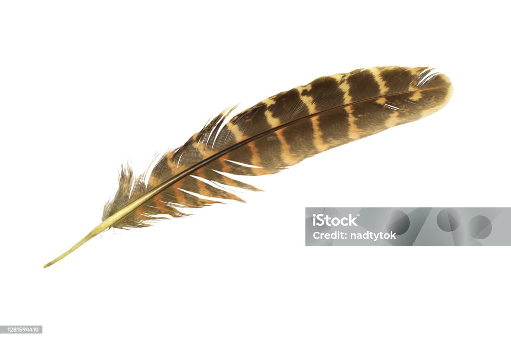 Beautiful feather isolated on white background Feather Stock Photo