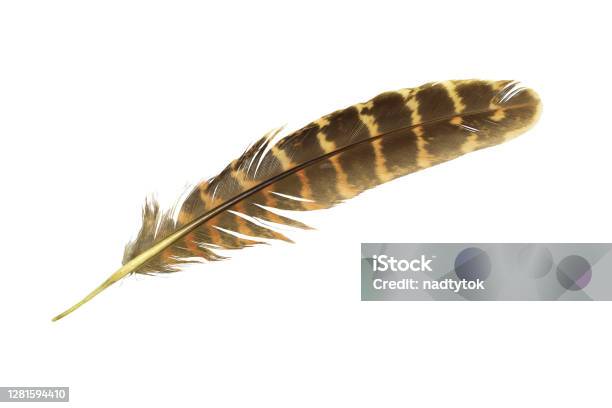 Beautiful Feather Isolated On White Background Stock Photo - Download Image Now - Feather, Quill Pen, White Background