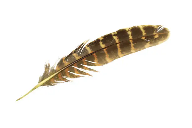 Photo of Beautiful feather isolated on white background