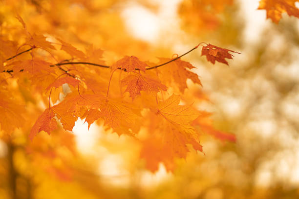 istock Branch of yellow maple leafs 1281596895