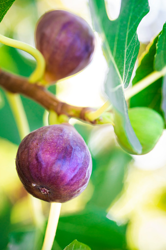 Ripe figs on a tree