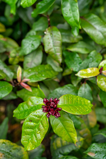 Carolina allspice from sweetshrub flower family. Also know as Calycanthus floridus. Vertical shot with copy space