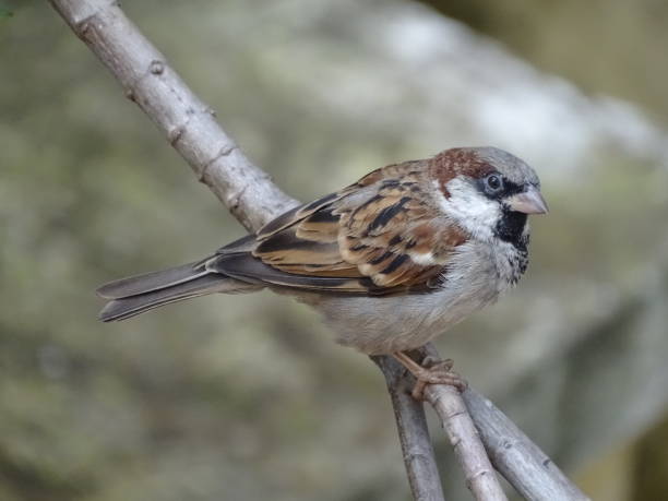 istock THE MALE SPARROW ON THE TREE 1281596959