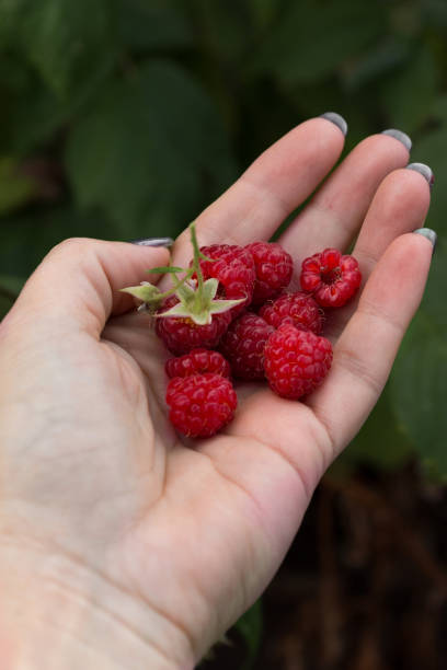 istock Ripe sweet raspberries on a woman's palm 1281597040