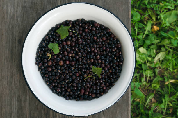 Blackcurrants in a bowl on a garden table, top view. Horizontal image