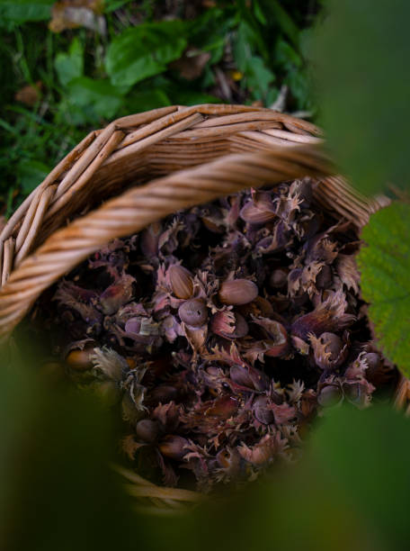 istock Wicker basket with freshly picked hazelnuts, closeup view 1281597306