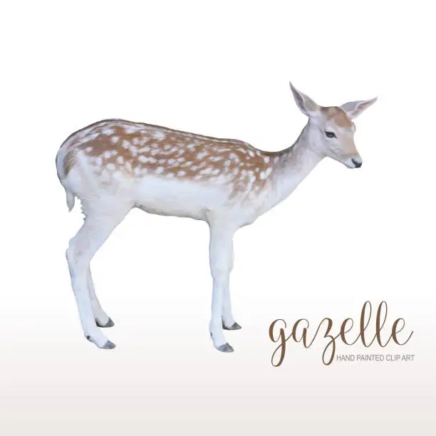 Vector illustration of Realistic Gazelle Standing Portrait Isolated. Design element, African Safari Concept, Clip Art.