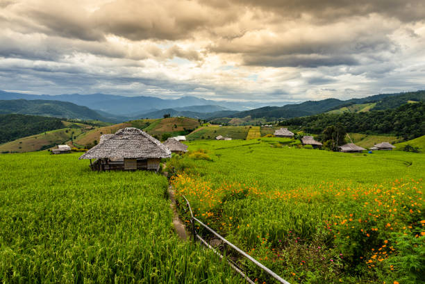 istock Thai Rice Field Baan Papongpieng Chiangmai 1281598831