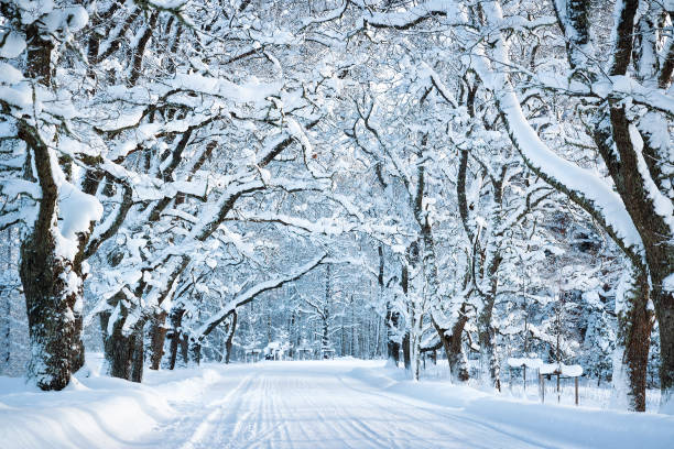 istock Alley in snowy morning 1281599896