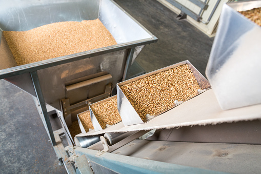 Industrial equipment for sorting and packaging in packages of buckwheat.