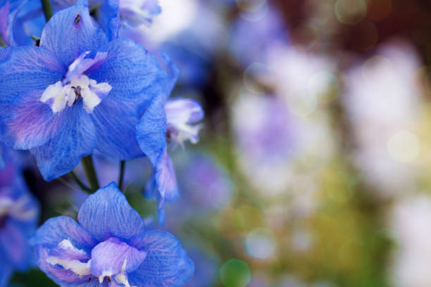 istock Blue flowers on a blurry background, backgrounds and textures 1281600928