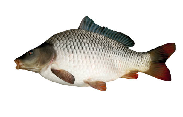 istock Isolated River fish big Common Carp Cyprinus Carpio close-up 1281601806