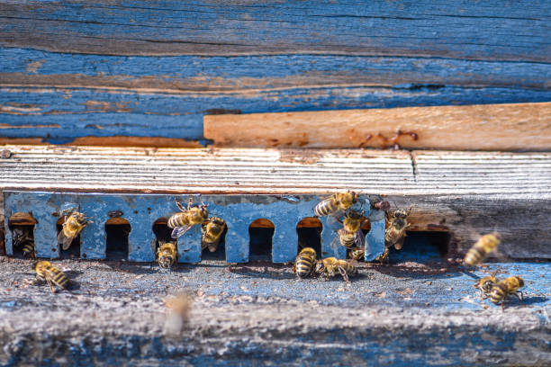 istock Honey bees collecting pollen into beehive wooden house 1281601868