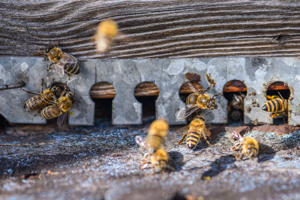 honigbienen sammeln pollen in bienenstock holzhaus - 3080 stock-fotos und bilder