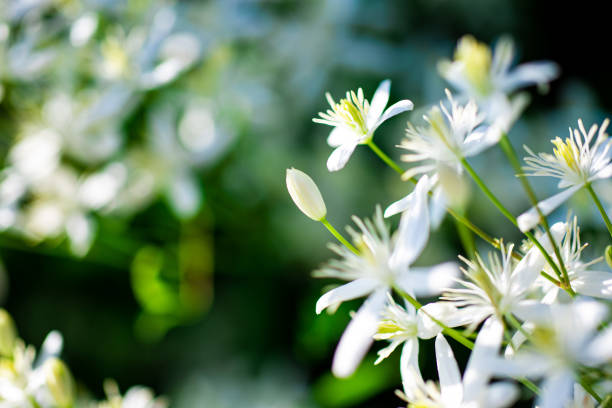 kleine weiße duftende blüten von clematis recta oder clematis flammula oder clematis blumigen natürlichen hintergrund - waldrebe stock-fotos und bilder
