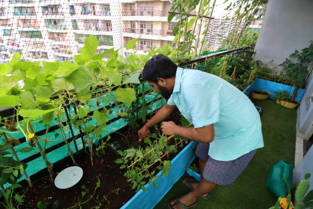 imagem de jardineiro capinando com espátula em camas vegetais levantadas na varanda residencial, ghaziabad, índia, projetada com grama artificial e redes anti-pássaros pombos - vegetable garden vegetable high angle view weeding - fotografias e filmes do acervo