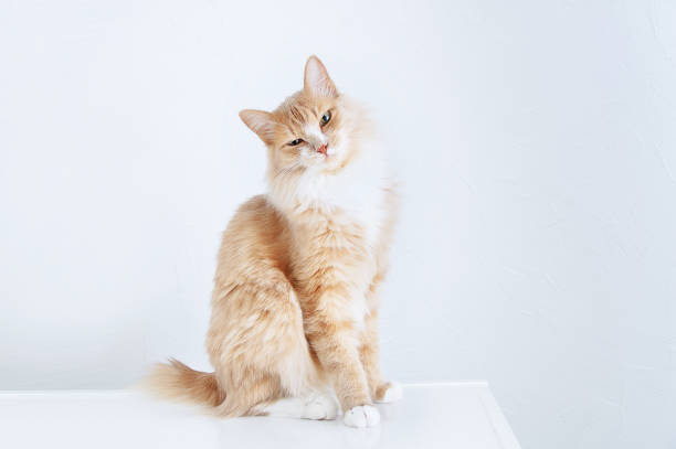istock Displeased beige cat sitting on table. White background. 1281604728