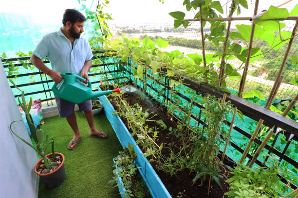 Image of gardener watering raised vegetable beds on residential balcony, Ghaziabad, India, designed with artificial grass turf and pigeon anti-bird netting Stock photo showing raised bed, vegetable garden on apartment balcony in Ghaziabad, India with yard long bean plants, potatoes and herbs. Gardening and exterior design concept. gardening stock pictures, royalty-free photos & images