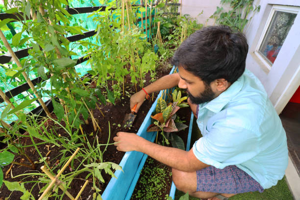 imagem de close-up de jardineiro capinando com espátula em camas vegetais levantadas na varanda residencial, ghaziabad, índia, projetado com grama artificial e redes anti-pássaro pombo - vegetable garden vegetable high angle view weeding - fotografias e filmes do acervo