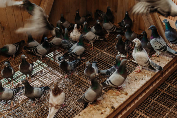 istock pigeon eating food for pigeon 1281607547