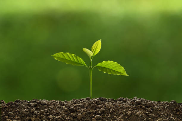 istock Young plant in the morning light on nature background 1281610679