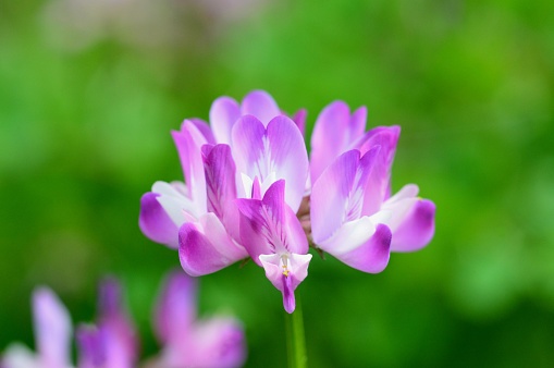 Astragalus flower