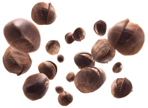 istock Ripe chestnuts levitate on a white background 1281614858
