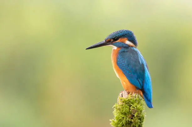 Male common kingfisher perching on a stick covered with moss.