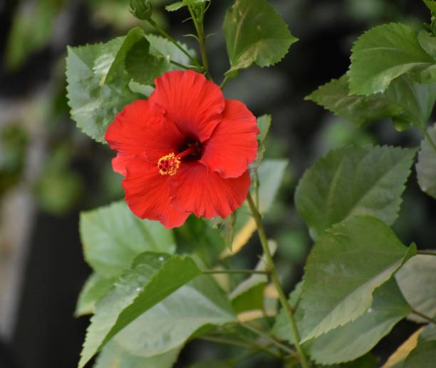 flor de hibisco - hibiscus single flower flower red - fotografias e filmes do acervo