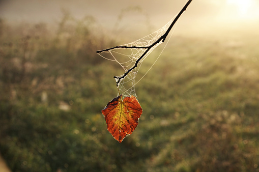 leaves in the middle of a haze covered by a spider web on a cold morning