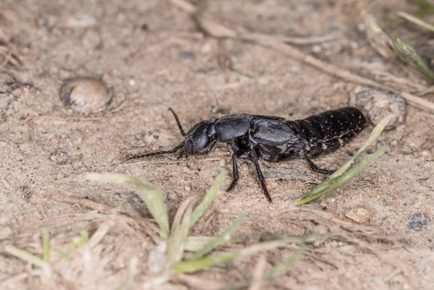 istock Devil’s coach horse beetle in defensive attitude and defensive position shortly before attack in the Bavarian Forest, Germany Europe 1281617882