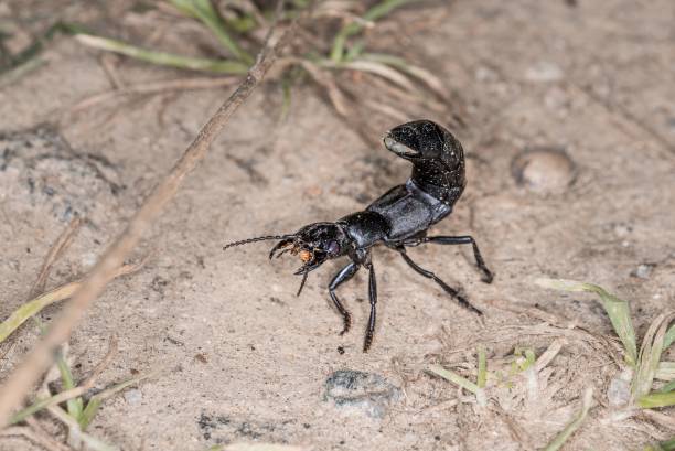 istock Devil’s coach horse beetle in defensive attitude and defensive position shortly before attack in the Bavarian Forest, Germany Europe 1281617885
