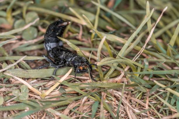 istock Devil’s coach horse beetle in defensive attitude and defensive position shortly before attack in the Bavarian Forest, Germany Europe 1281617927