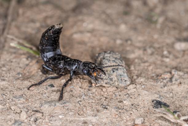 istock Devil’s coach horse beetle in defensive attitude and defensive position shortly before attack in the Bavarian Forest, Germany Europe 1281617952