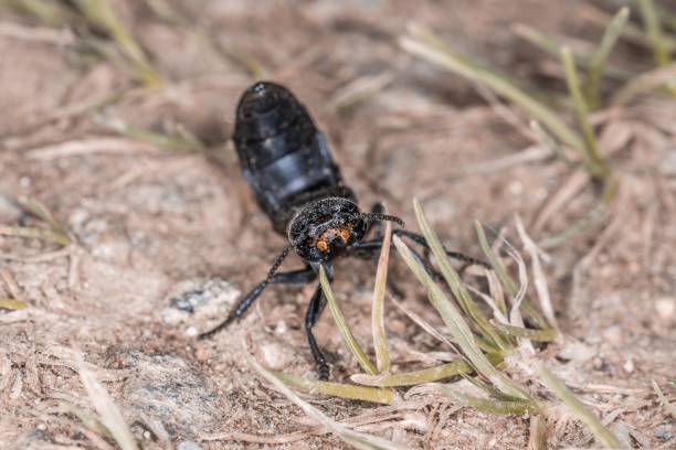 istock Devil’s coach horse beetle in defensive attitude and defensive position shortly before attack in the Bavarian Forest, Germany Europe 1281617961
